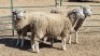 3X ILE DE FRANCE (PER ITEM) EWE JOHANN FISCHER