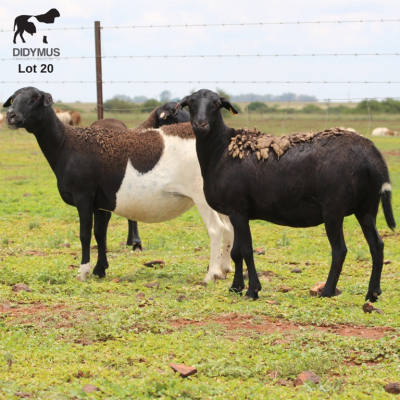 LOT 20 3X MEATMASTER OOI/EWE CHRISTOF GROBLER : 0837812076