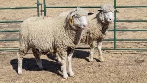 2X ILE DE FRANCE (PER ITEM) EWE JOHANN FISCHER