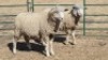 2X ILE DE FRANCE (PER ITEM) EWE JOHANN FISCHER