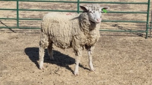 1X ILE DE FRANCE EWE JOHANN FISCHER