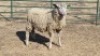 1X ILE DE FRANCE EWE JOHANN FISCHER