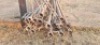 19X BESPROEINGS PYPE (PER ITEM) - LIVESTOCK 88 84 PTY LTD - 2