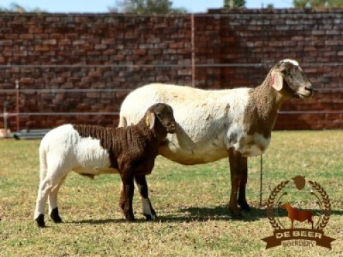 2+2X MEATMASTER RECORDED EWE DE BEER BOERDERY