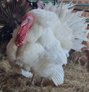 1X TURKEY FEMALE LIVESTOCK 88 84 PTY LTD