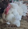 1X TURKEY FEMALE LIVESTOCK 88 84 PTY LTD