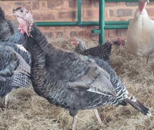 1X TURKEY FEMALE LIVESTOCK 88 84 PTY LTD