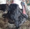 1X TURKEY MALE LIVESTOCK 88 84 PTY LTD