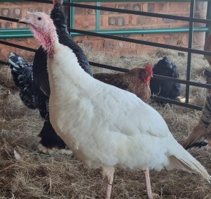 1X TURKEY FEMALE LIVESTOCK 88 84 PTY LTD