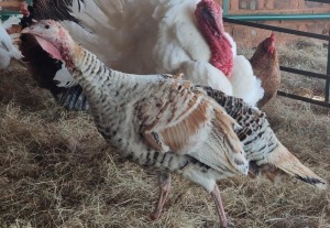 1X TURKEY FEMALE LIVESTOCK 88 84 PTY LTD