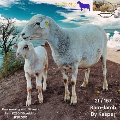 WITHDRAWN - 1X MEATMASTER NOT RECORDED EWE DAGGER BOYS MEATMASTER