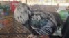 1X CHICKEN MALE CH BOERDERY