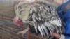 1X CHICKEN MALE CH BOERDERY