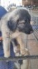 1X DOG FEMALE DE WET