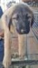 1X DOG MALE DE WET - 2