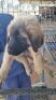 1X DOG FEMALE DE WET - 2