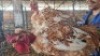 2X CHICKEN (PER ITEM) MALE & FEMALE CORNE DU PLESSIS