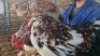 2X CHICKEN (PER ITEM) MALE & FEMALE CORNE DU PLESSIS