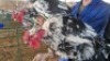 2X CHICKEN (PER ITEM) MALE CORNE DU PLESSIS