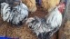 2X CHICKEN (PER ITEM) MALE HANNES VAN STADEN