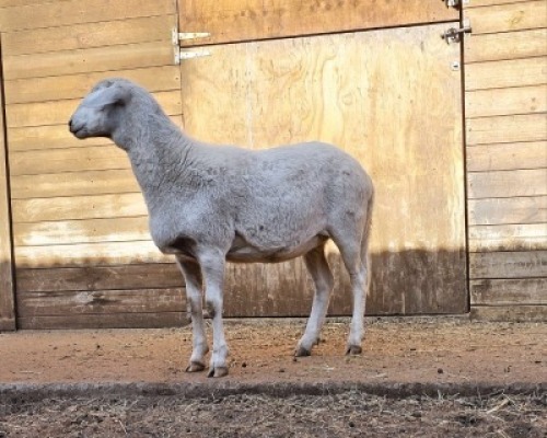 WITHDRAWN - 1X MEATMASTER RECORDED EWE HAKUNA MATATA MEATMASTERS