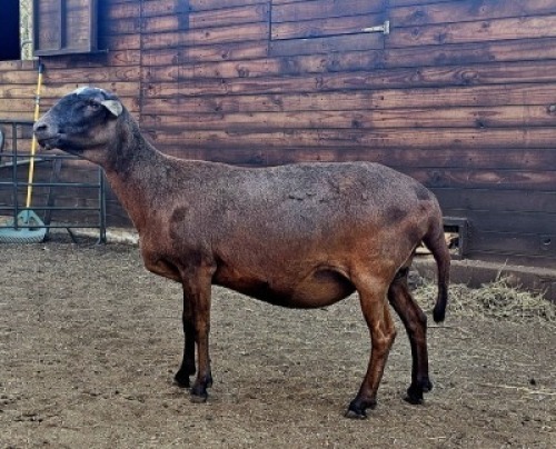 1X MEATMASTER RECORDED PREGNANT EWE HAKUNA MATATA MEATMASTERS