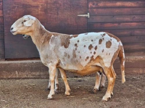 1+1X MEATMASTER RECORDED EWE HAKUNA MATATA MEATMASTERS