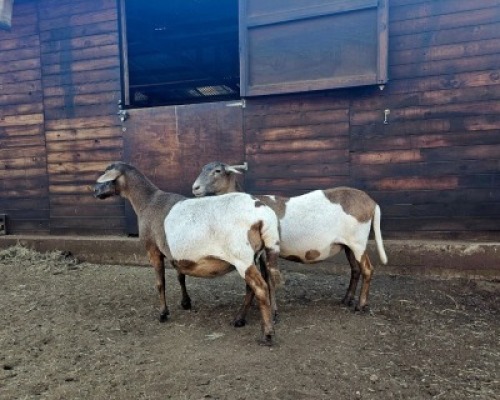 2X MEATMASTER RECORDED PREGNANT EWE HAKUNA MATATA MEATMASTERS