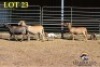 1+3X MEATMASTER OOI/EWE (Betaal per dier om lot te neem) - 3