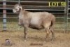1X MEATMASTER RAM - 2