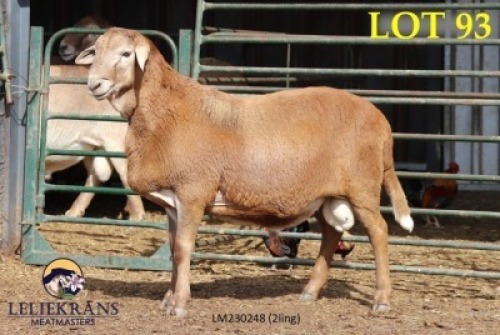 1X MEATMASTER RAM
