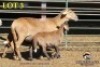 3+3X MEATMASTER OOI/EWE (Betaal per dier om lot te neem) - 2