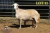 1+1X MEATMASTER OOI/EWE (Betaal per dier om lot te neem) - 2