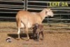 1+1X MEATMASTER OOI/EWE (Betaal per dier om lot te neem) - 2
