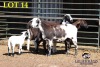 3+3X MEATMASTER OOI/EWE (Betaal per dier om lot te neem) - 2