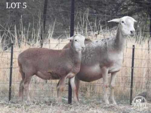 1+1X MEATMASTER NOT RECORDED EWE ZABO BOERDERY