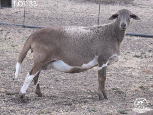 1X MEATMASTER NOT RECORDED EWE ZABO BOERDERY