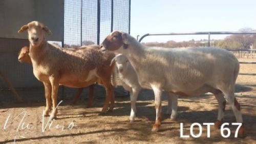 2+2X MEATMASTER NOT RECORDED EWE NU VINO MEATMASTERS