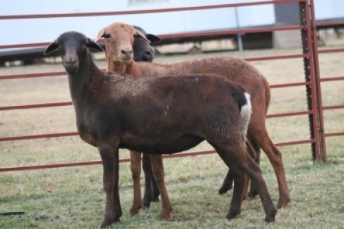 LOT 12 3 X MEATMASTER OOI LIVESTOCK 88 84 Pty Ltd(PER PIECE TO TAKE THE LOT)