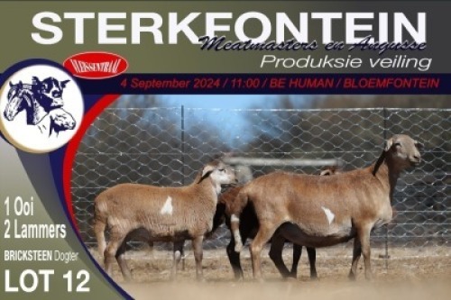 1+2X MEATMASTER EWE STERKFONTEIN MEATMASTERS