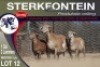 1+2X MEATMASTER EWE STERKFONTEIN MEATMASTERS - 2