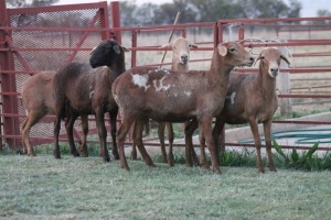 LOT 35 5 X MEATMASTER OOI LIVESTOCK 88 84 Pty Ltd(PER PIECE TO TAKE THE LOT)