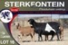 1+2X MEATMASTER EWE STERKFONTEIN MEATMASTERS - 3