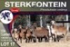 5+5X MEATMASTER EWE STERKFONTEIN MEATMASTERS - 2