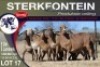 5+5X MEATMASTER EWE STERKFONTEIN MEATMASTERS - 3