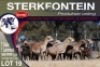 7+7X MEATMASTER EWE STERKFONTEIN MEATMASTERS - 4
