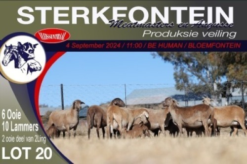 6+10X MEATMASTER EWE STERKFONTEIN MEATMASTERS