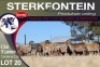 6+10X MEATMASTER EWE STERKFONTEIN MEATMASTERS