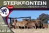 6+10X MEATMASTER EWE STERKFONTEIN MEATMASTERS - 2