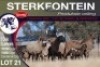 5+5X MEATMASTER EWE STERKFONTEIN MEATMASTERS - 3